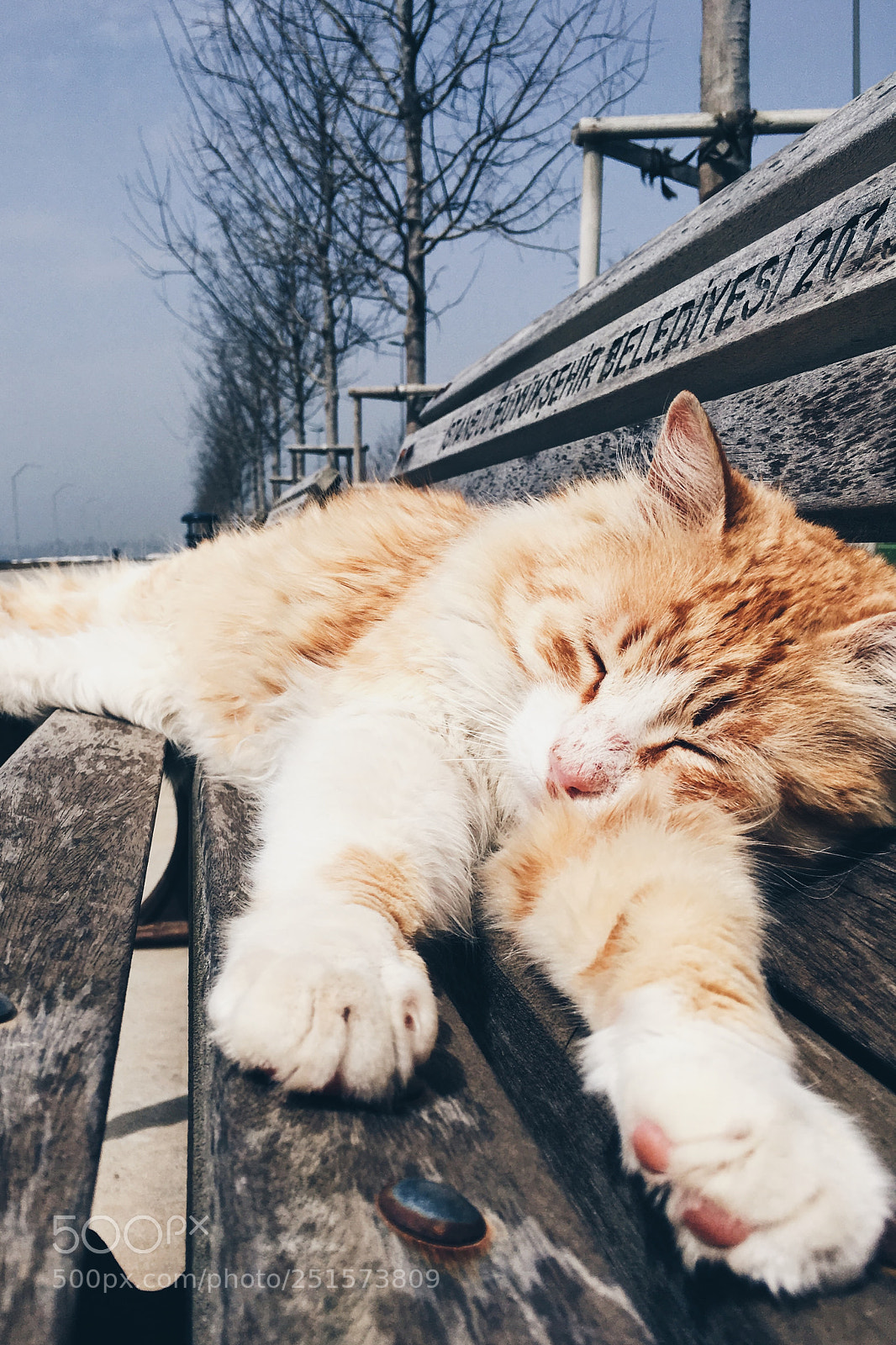 Apple iPhone SE sample photo. Sleeping cat photography
