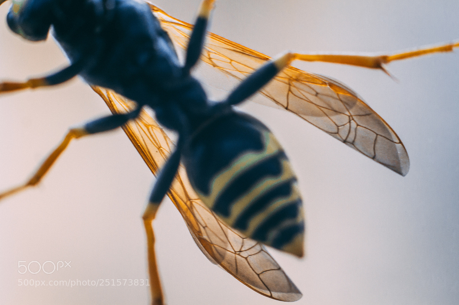 Canon EOS 7D sample photo. Bee. photography