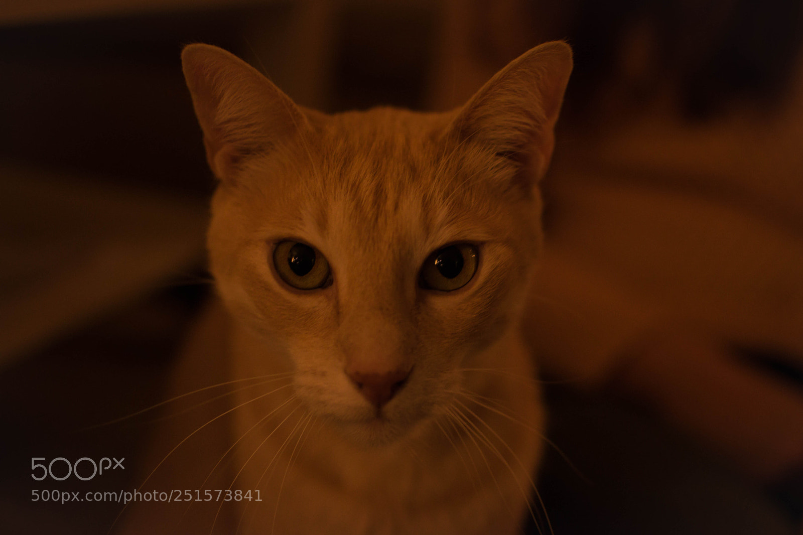 Nikon D5300 sample photo. Majestic photography