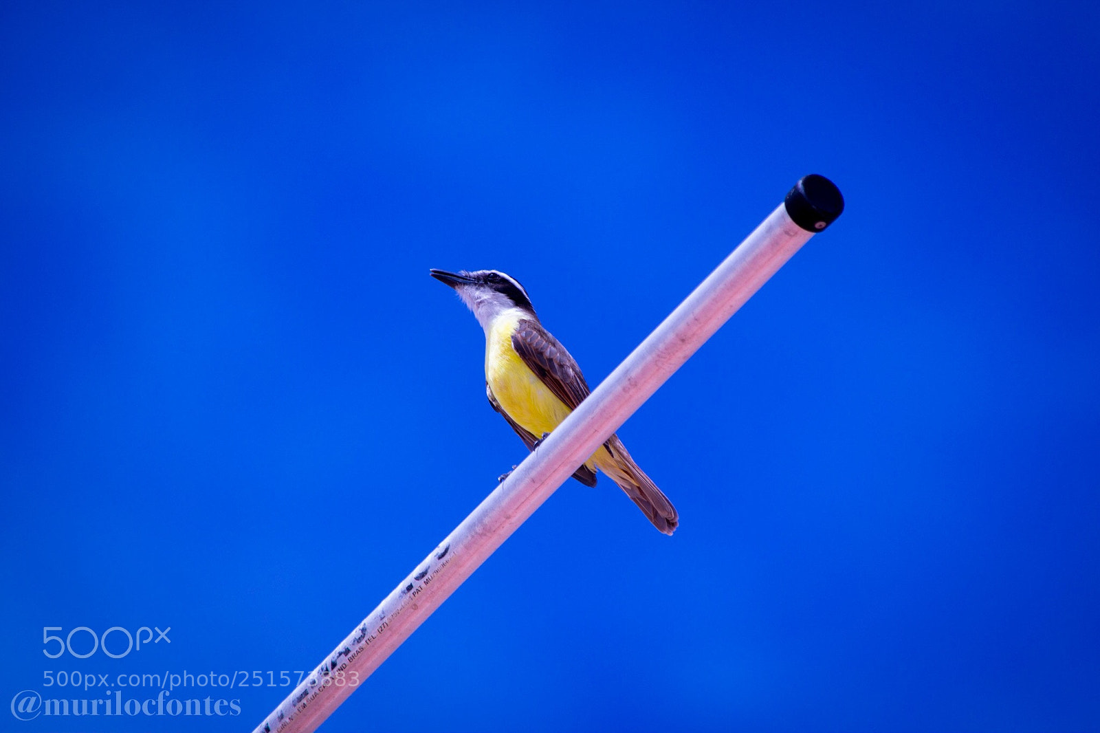 Nikon D3100 sample photo. Untitled photography
