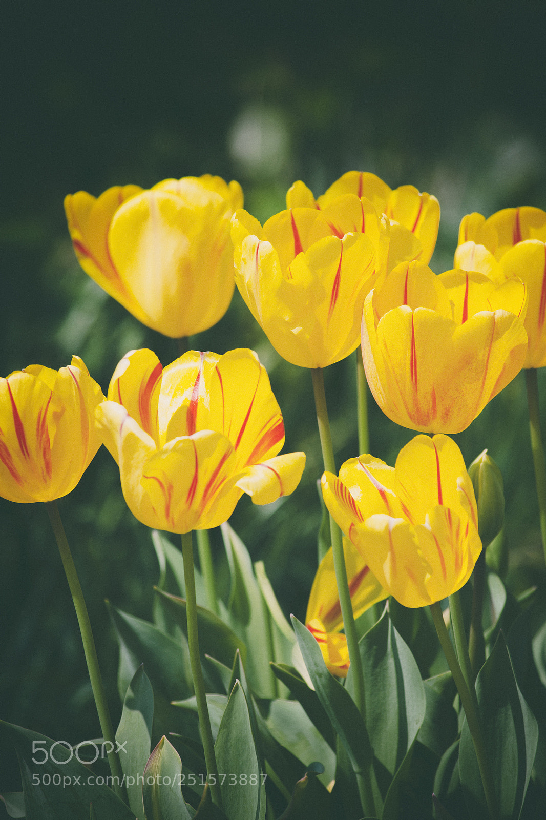 Nikon D5100 sample photo. Spring morning photography