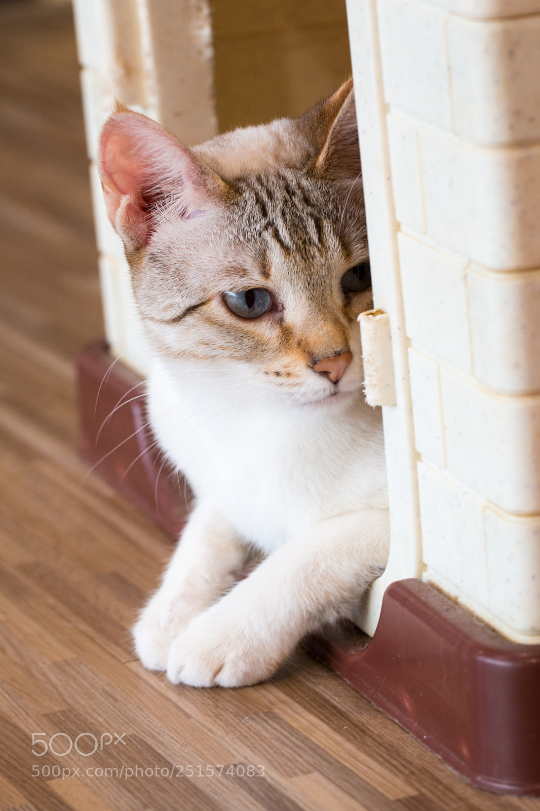 Canon EOS 70D sample photo. Cat,kitty isolate on background,front photography