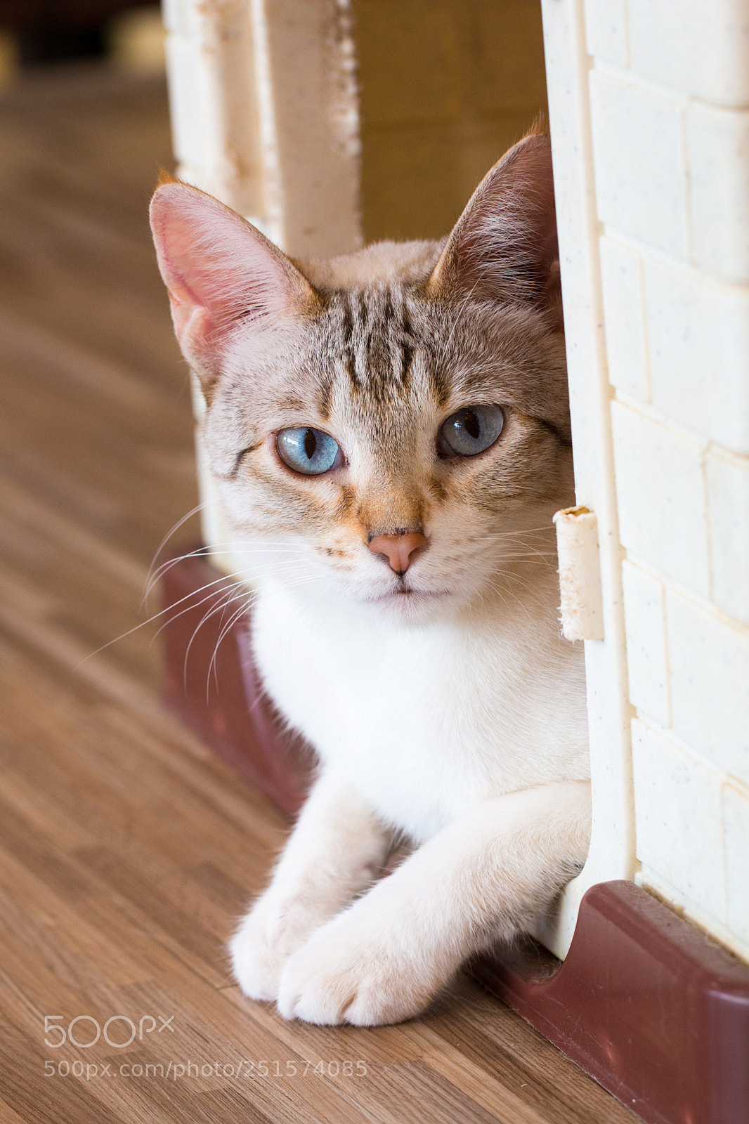 Canon EOS 70D sample photo. Cat,kitty isolate on background,front photography