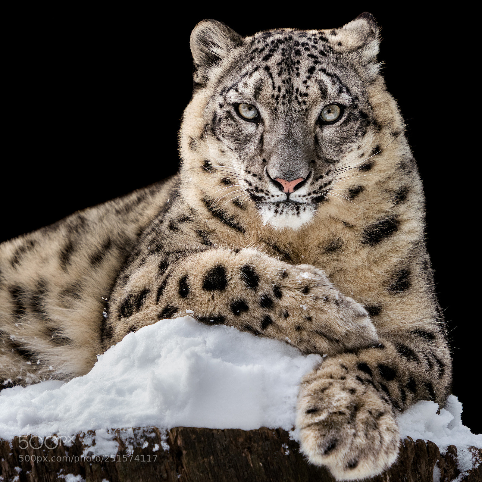 Sony a7R III sample photo. Sunbathing snow leopard iv photography