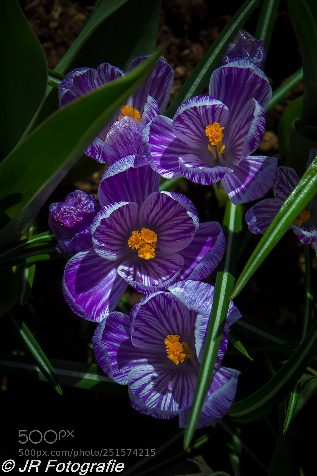 Canon EOS 600D (Rebel EOS T3i / EOS Kiss X5) sample photo. Purple and white crocus photography