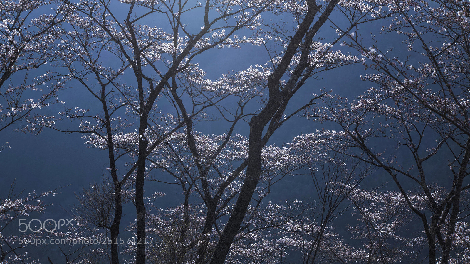 Canon EOS 5D Mark II sample photo. The nebula photography