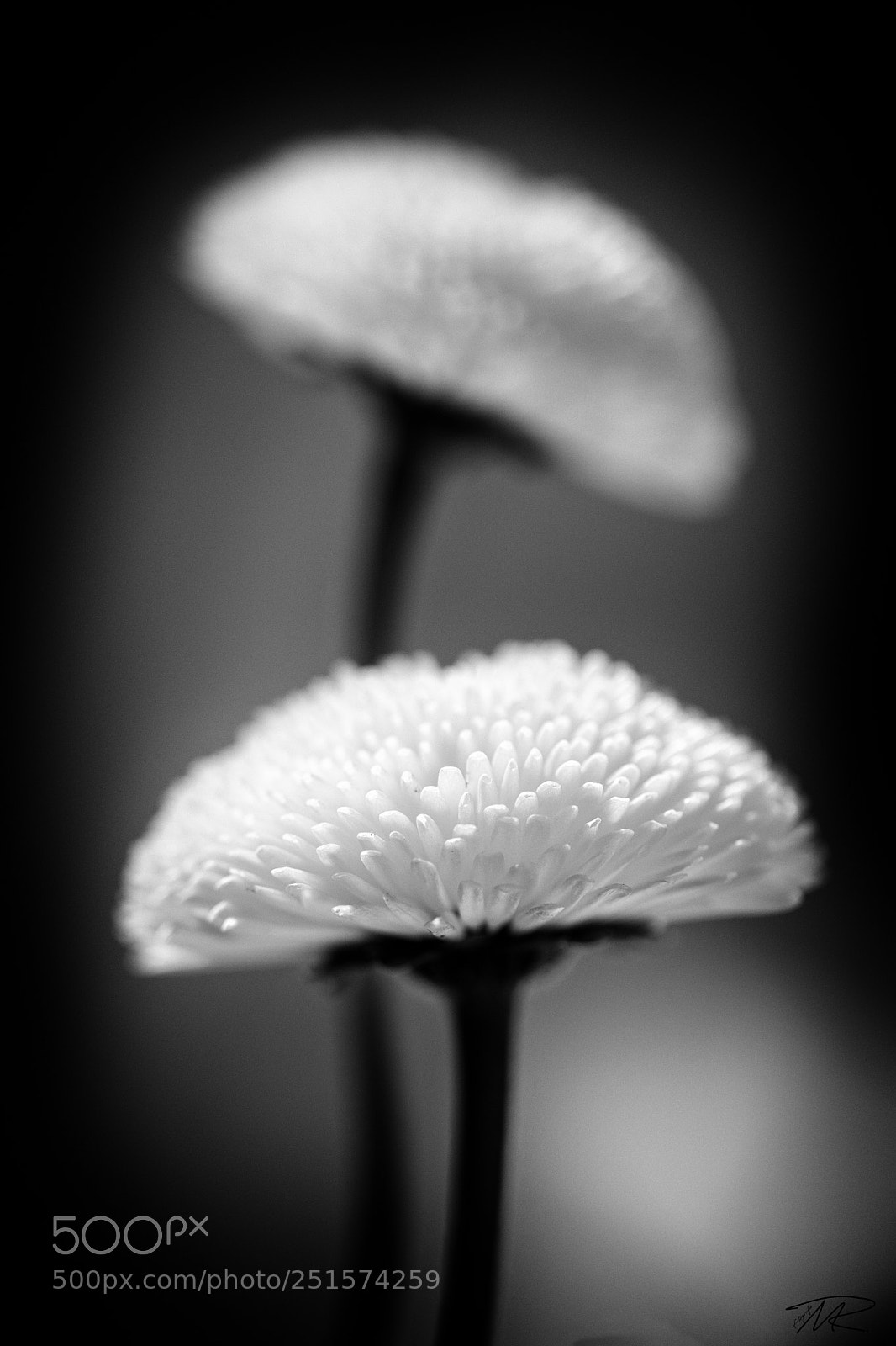 Canon EOS M5 sample photo. Spring photography