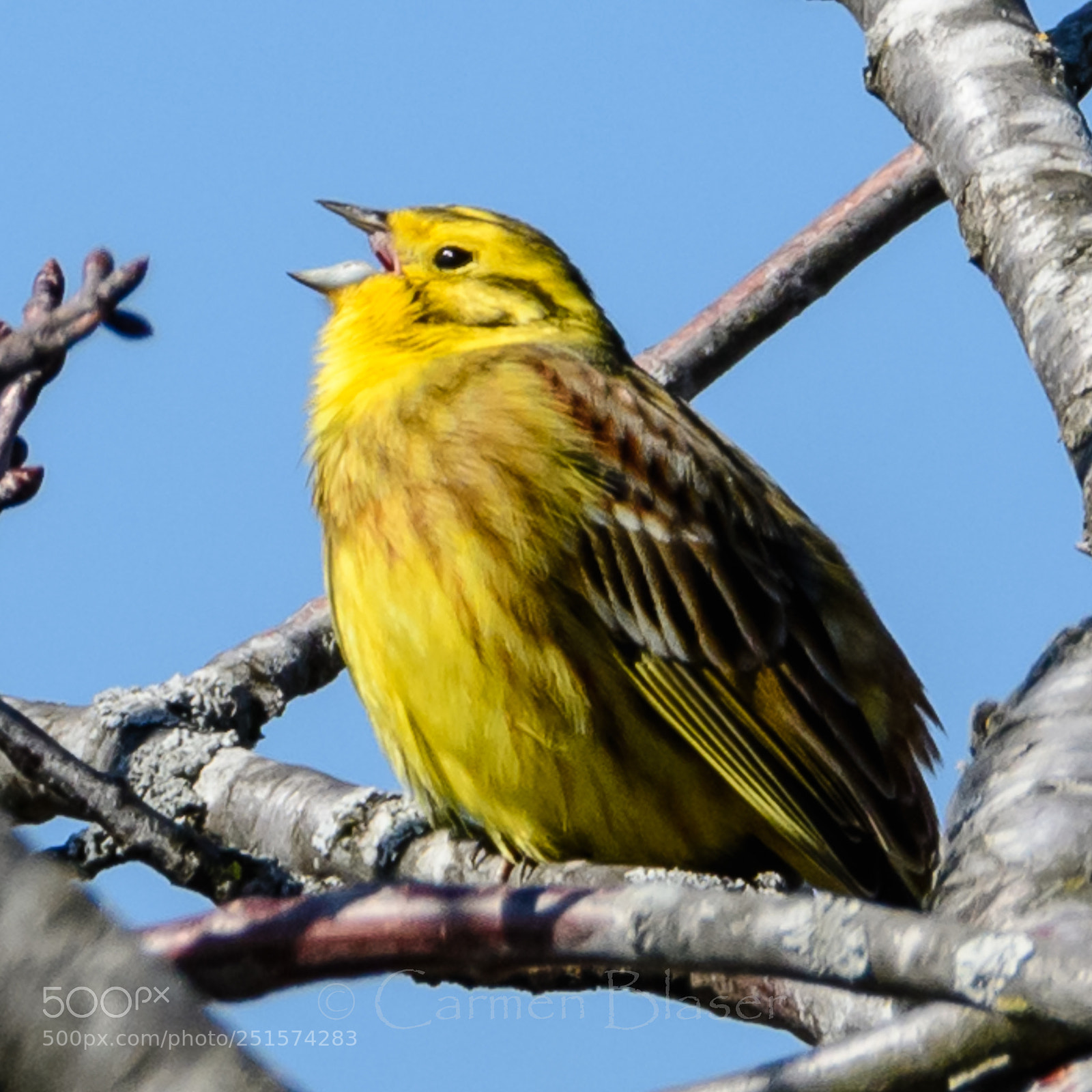 Nikon D500 sample photo. The yellowhammer photography