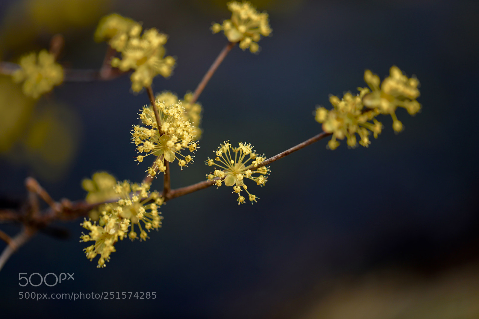 Canon EOS 5D Mark IV sample photo. Cornlian cherry : golden fire photography