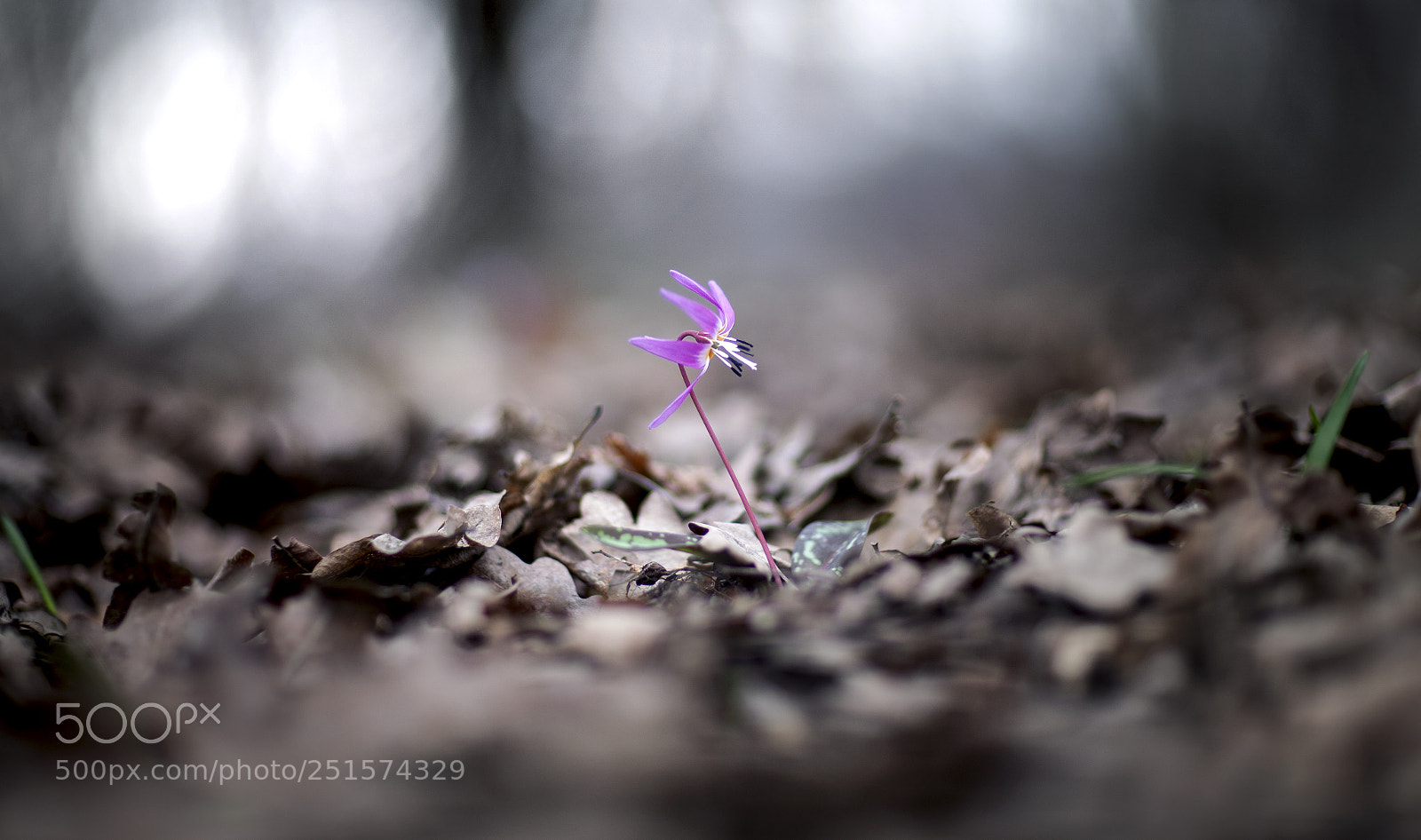 Canon EOS-1Ds Mark III sample photo. Untitled photography