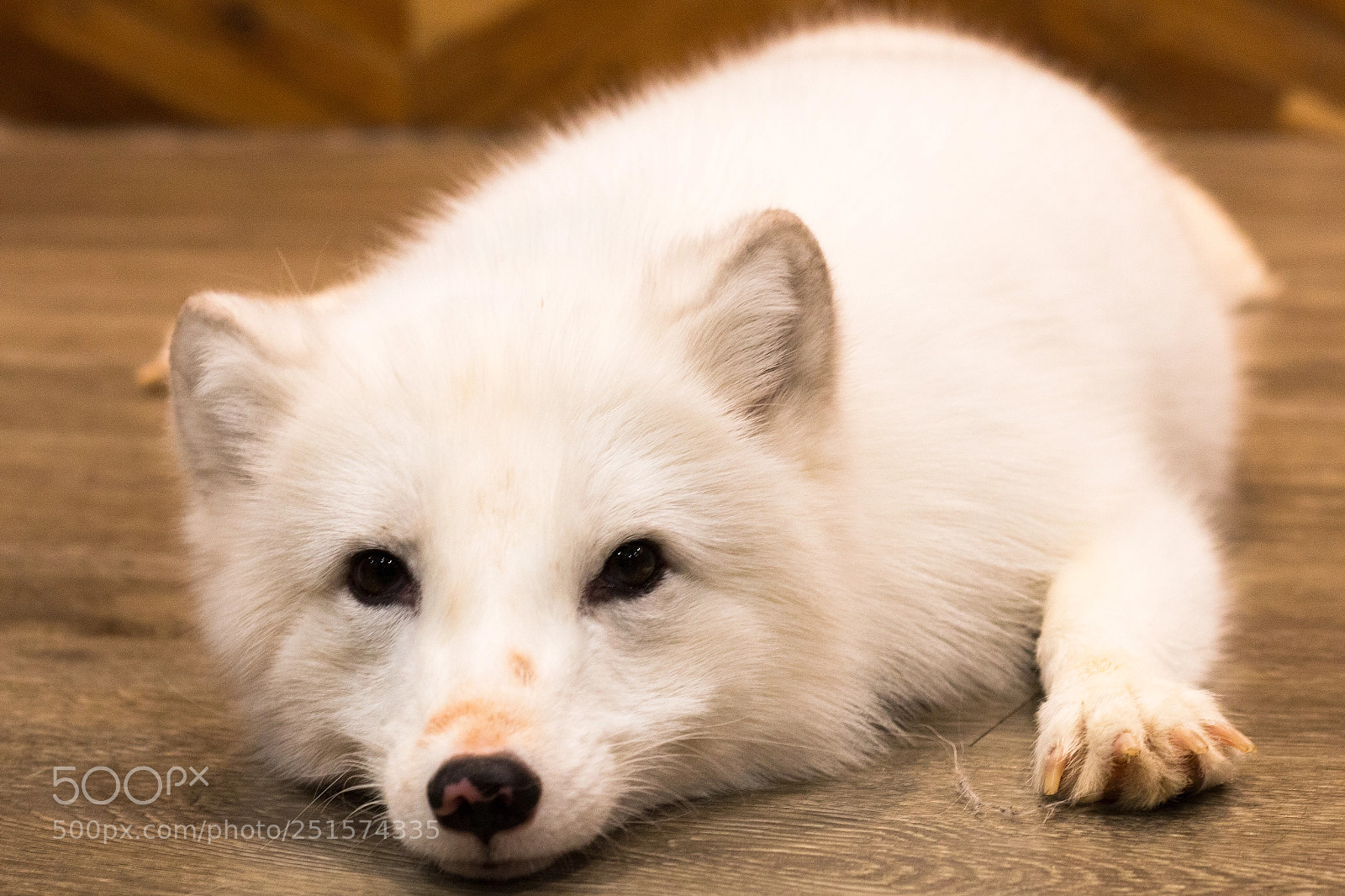 Canon EOS 70D sample photo. Snow wolf,dog in puppy photography