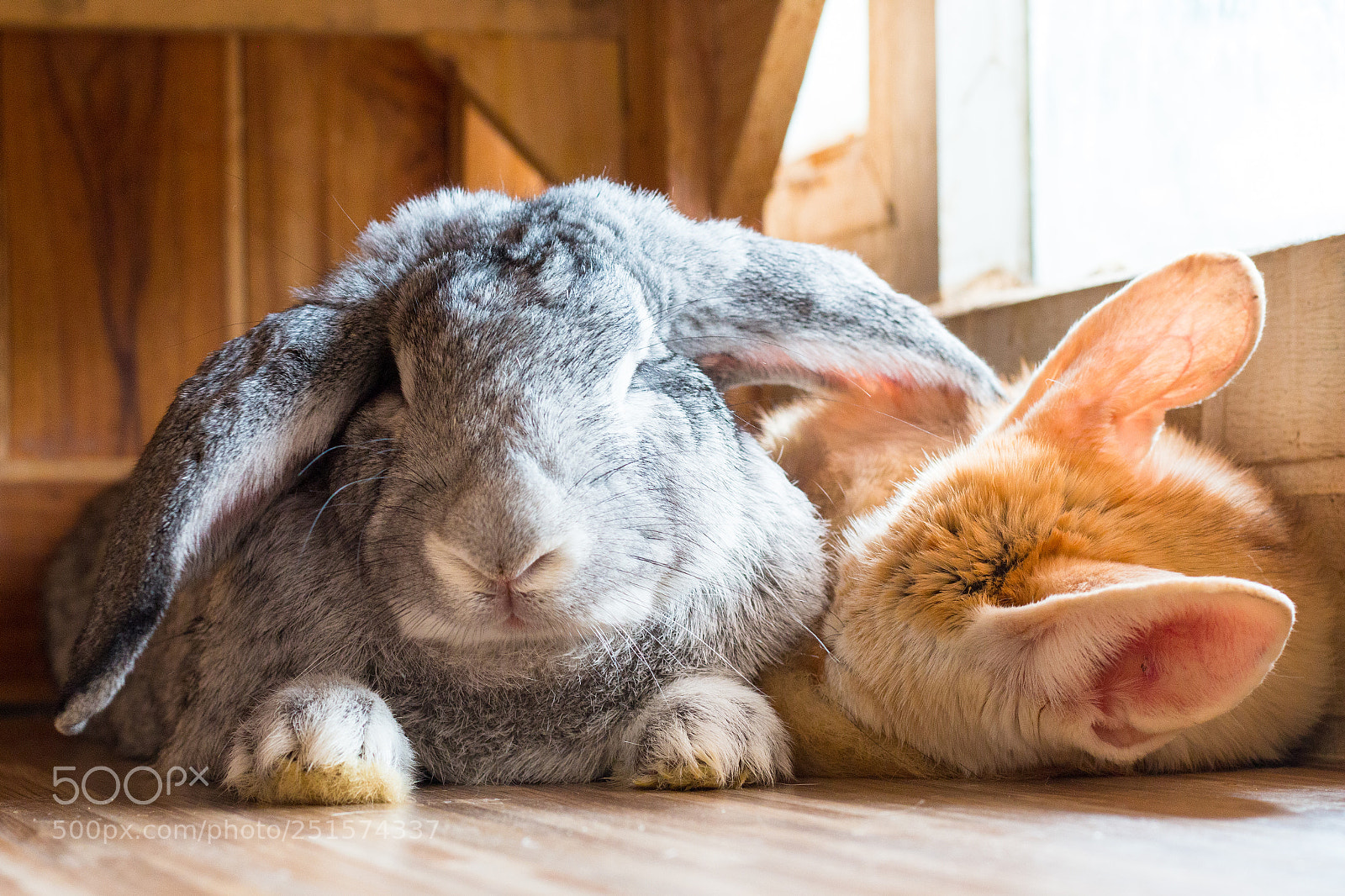 Canon EOS 70D sample photo. Giant rabbit,fennec fox in photography