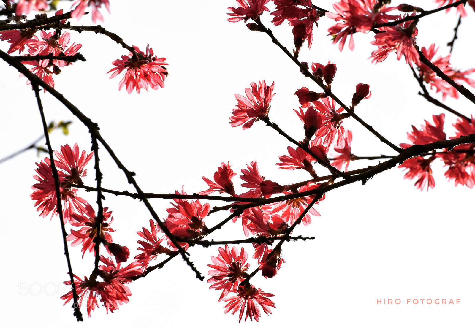 Nikon D810 sample photo. Japanese beauty  photography