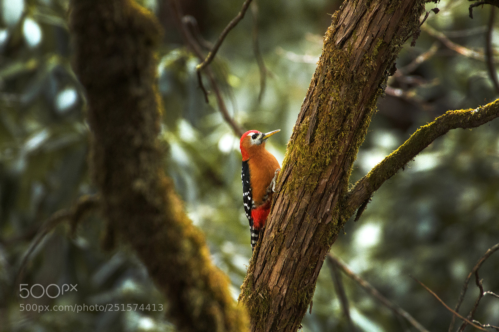 Canon EOS 70D sample photo. Feel the forest photography