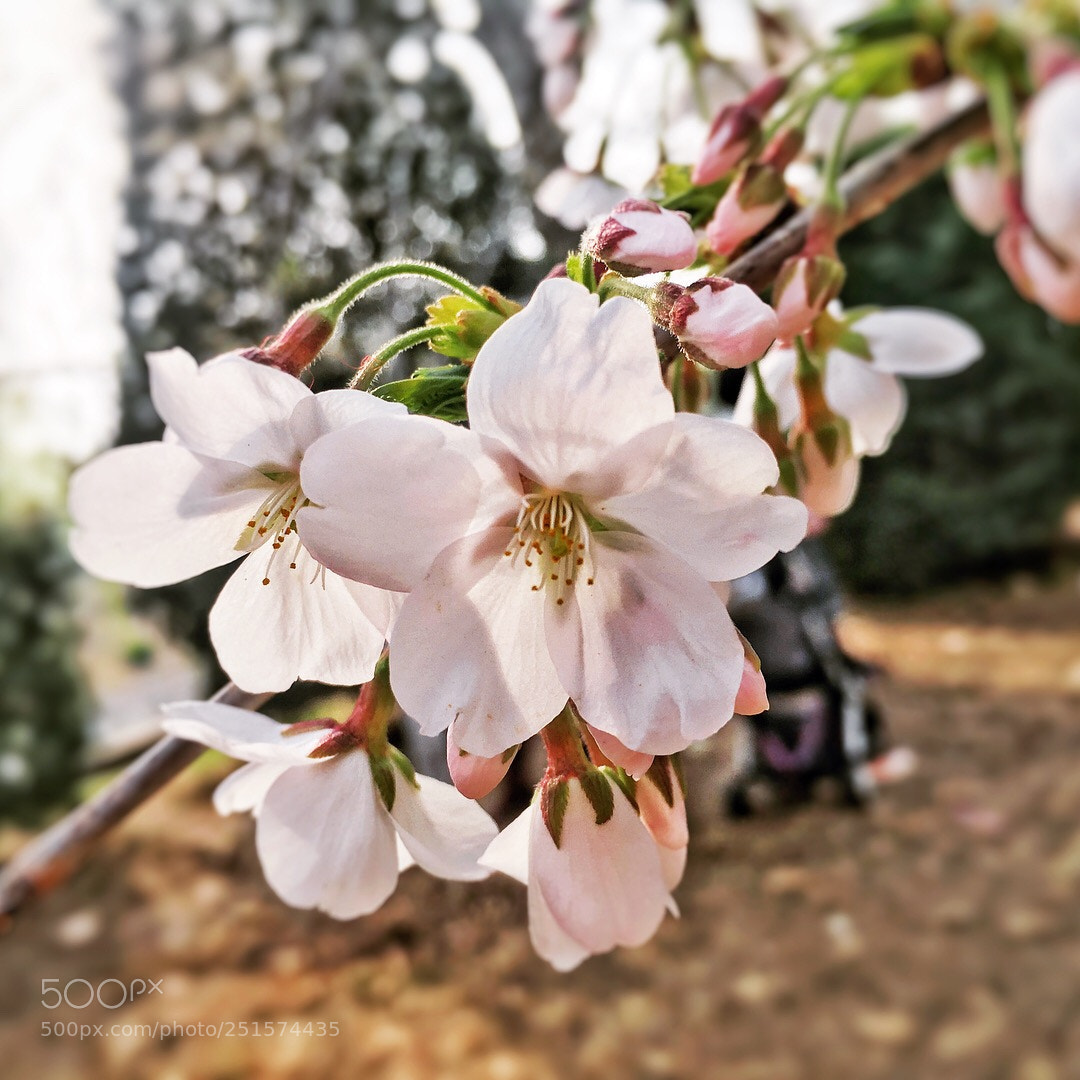 Apple iPhone 6s sample photo. 樱花 photography
