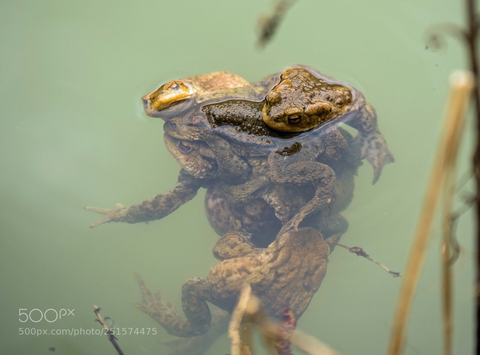 Panasonic DMC-G81 sample photo. ..frog ball.. :) photography
