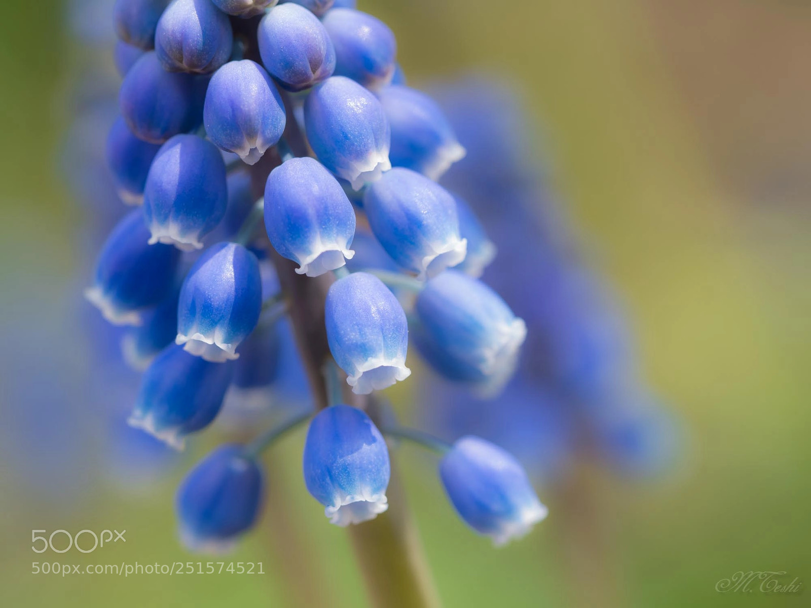 Olympus PEN-F sample photo. Muscari photography