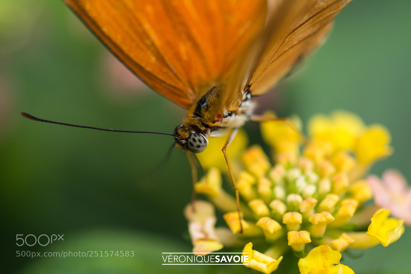 Nikon D7100 sample photo. Papillons en liberté photography