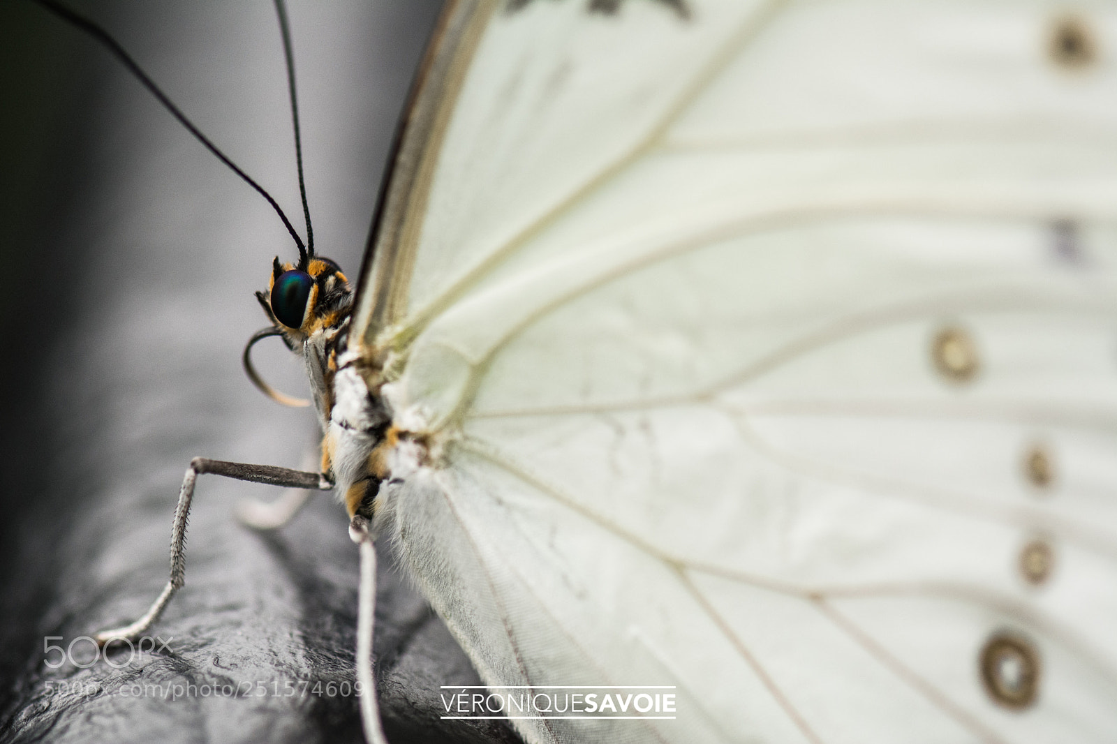 Nikon D7100 sample photo. Papillons en liberté photography