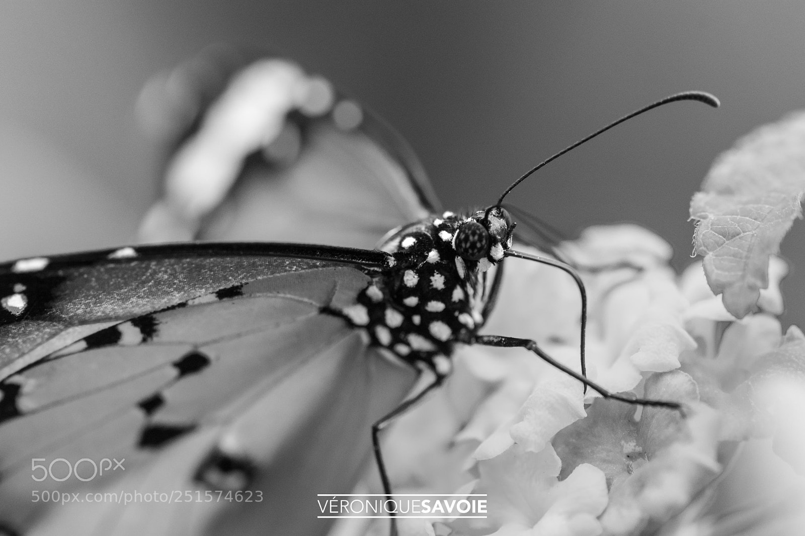 Nikon D7100 sample photo. Papillons en liberté photography