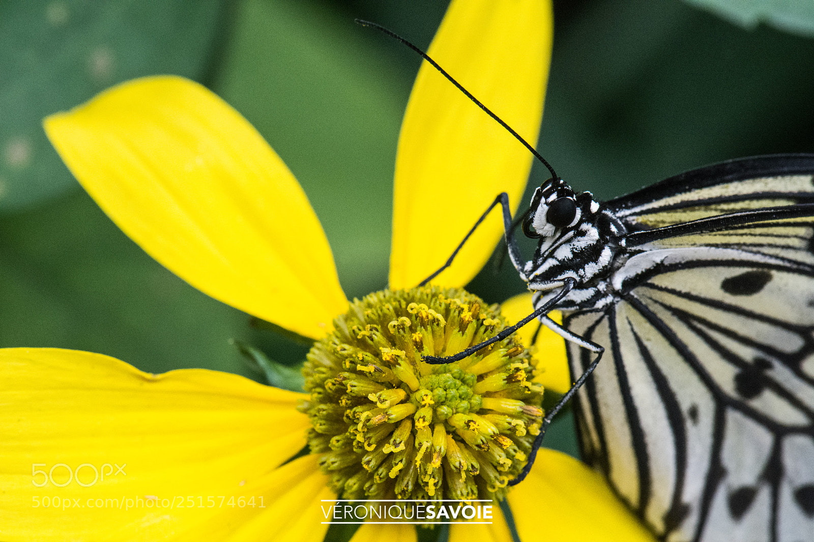 Nikon D7100 sample photo. Papillons en liberté photography