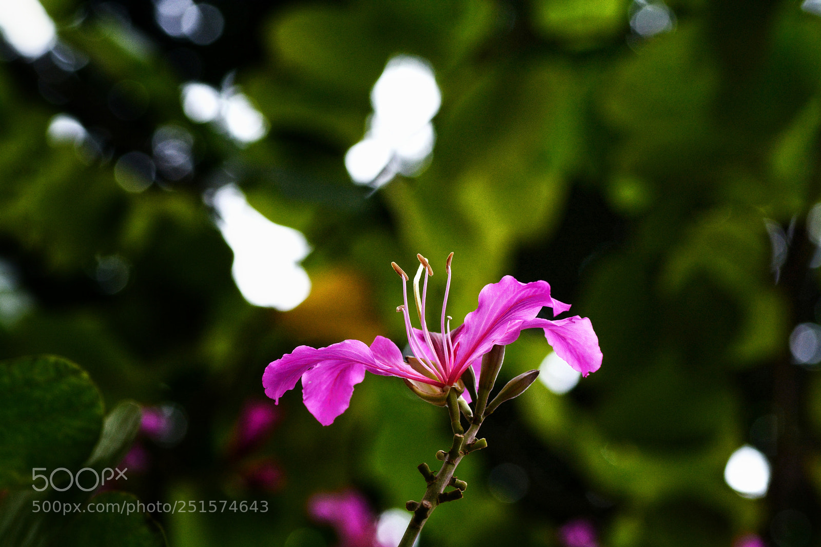 Nikon D7100 sample photo. Untitled photography