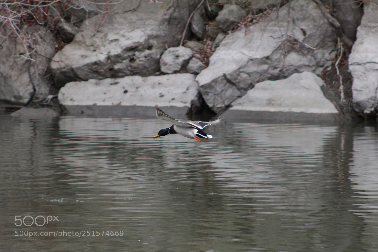 Canon EOS 100D (EOS Rebel SL1 / EOS Kiss X7) sample photo. Flying duck.. photography