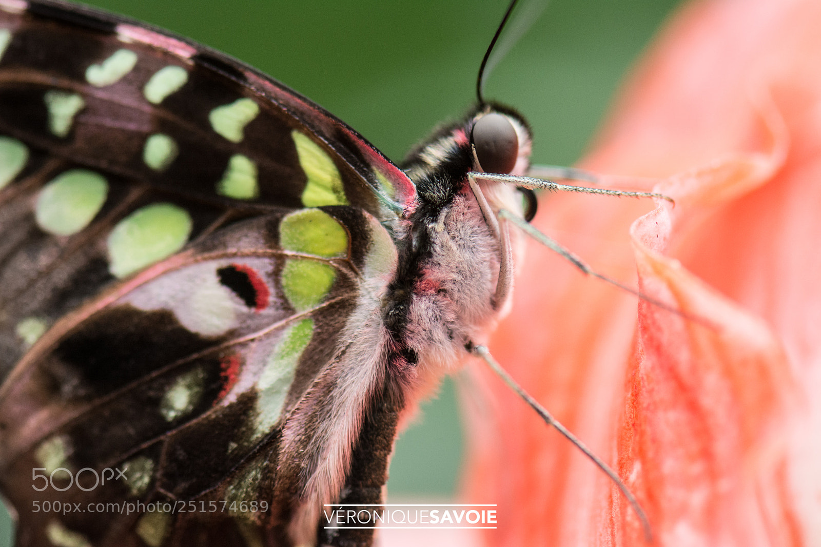 Nikon D7100 sample photo. Papillons en liberté photography