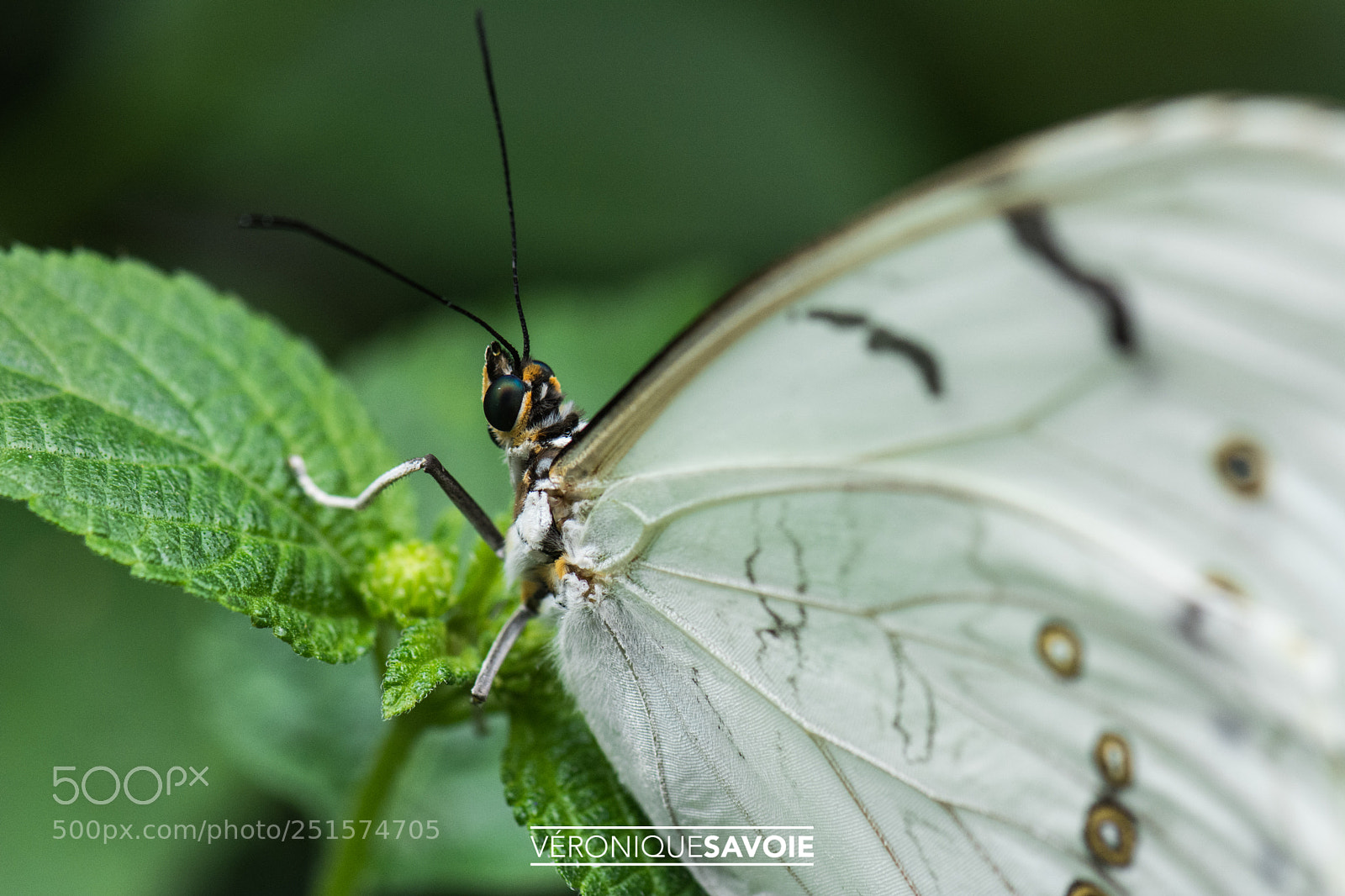 Nikon D7100 sample photo. Papillons en liberté photography
