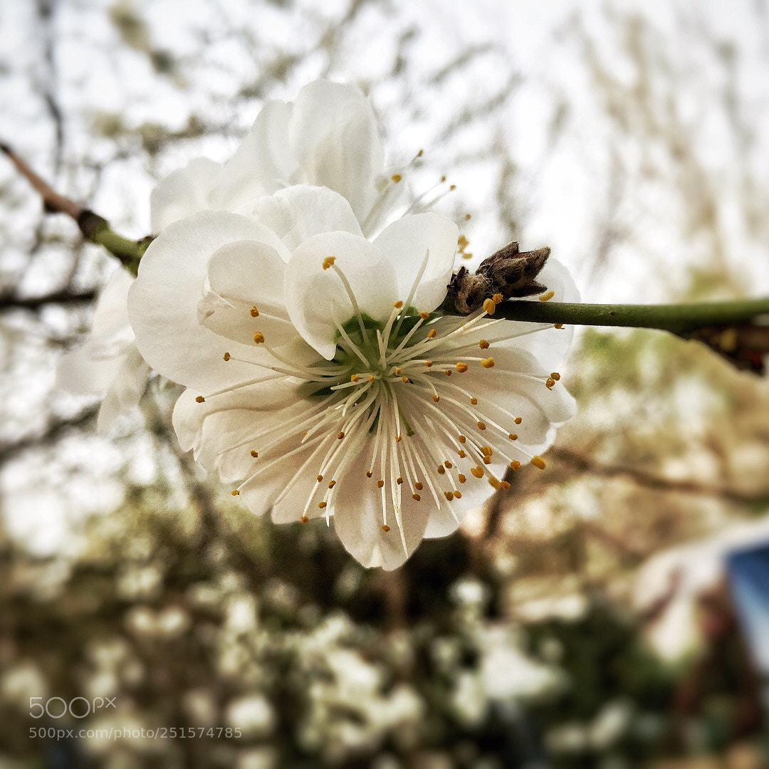 Apple iPhone 6s sample photo. 梨花 photography