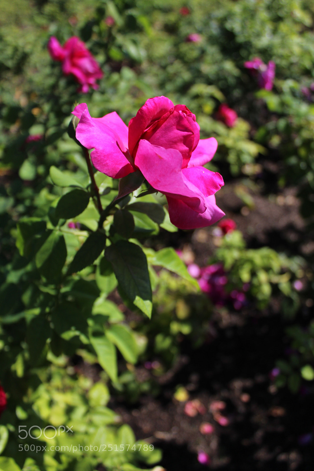 Canon EOS 1300D (EOS Rebel T6 / EOS Kiss X80) sample photo. Soft ! photography