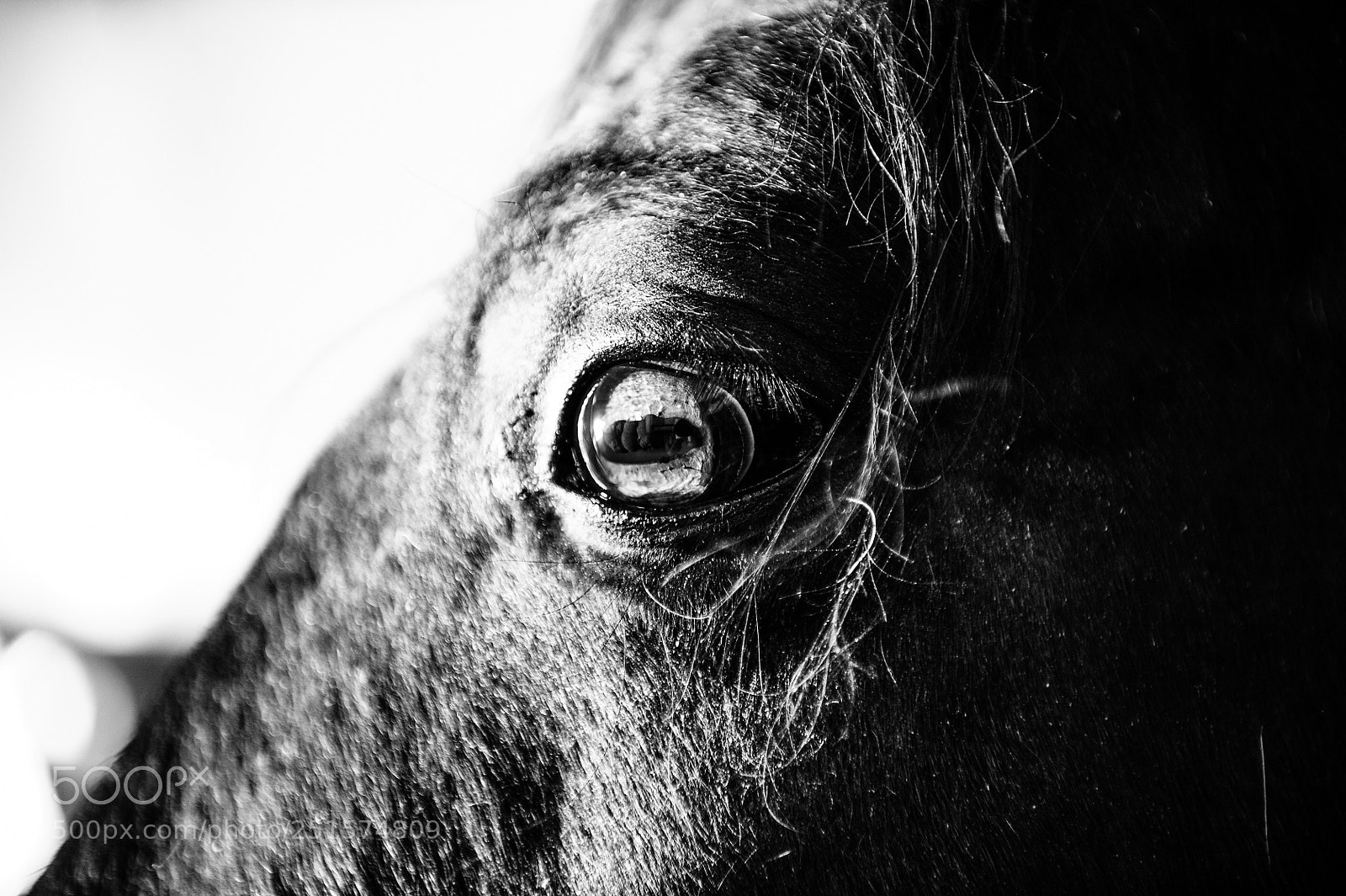 Nikon D3S sample photo. Beautiful creature  photography