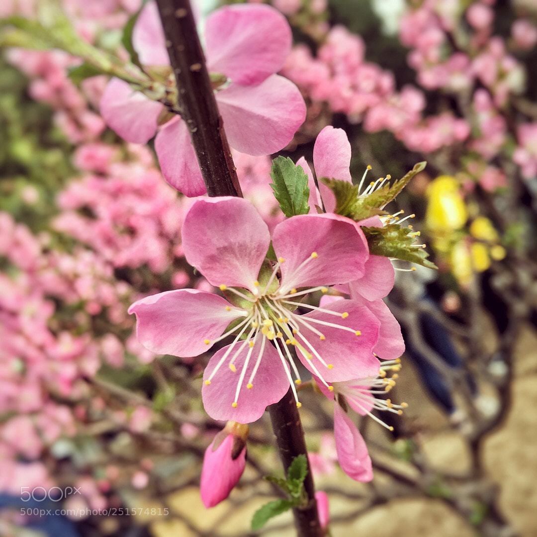 Apple iPhone 6s sample photo. 樱花 photography