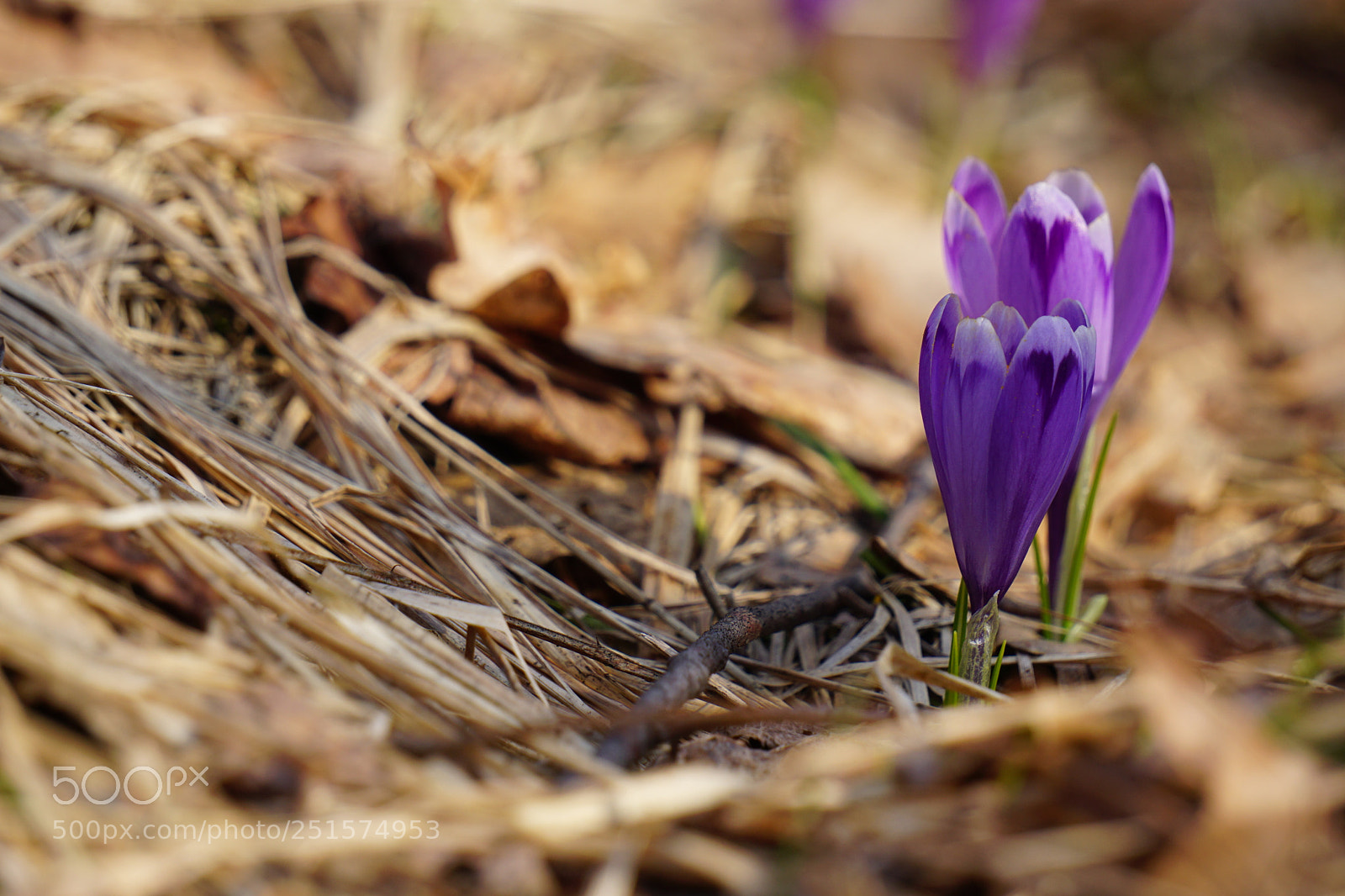 Sony a6000 sample photo. Couple photography