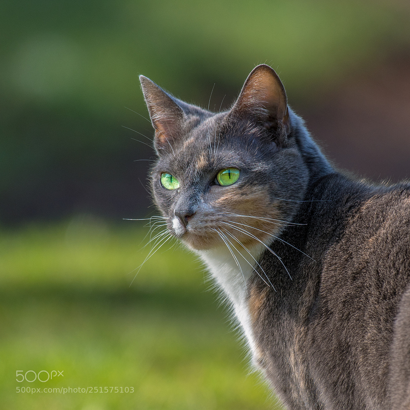 Nikon D500 sample photo. Cat photography