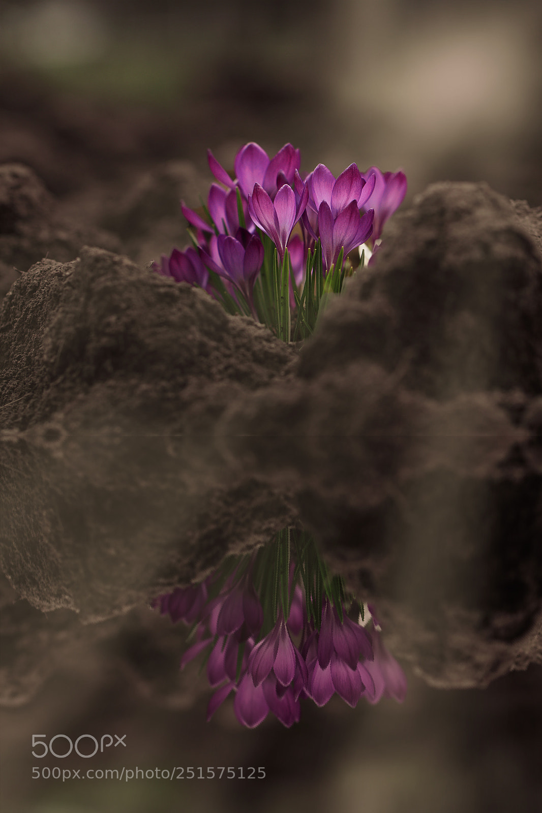 Canon EOS 80D sample photo. Crocus photography