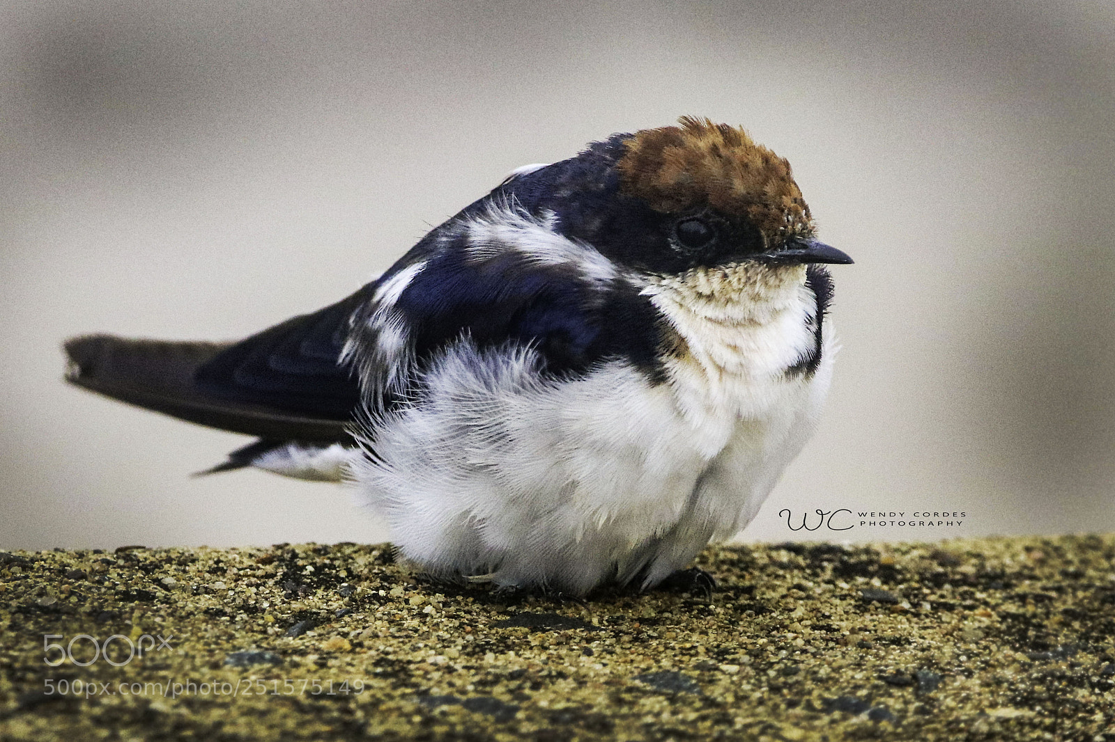 Canon EOS 80D sample photo. Wire tailed swallow umfolozi photography