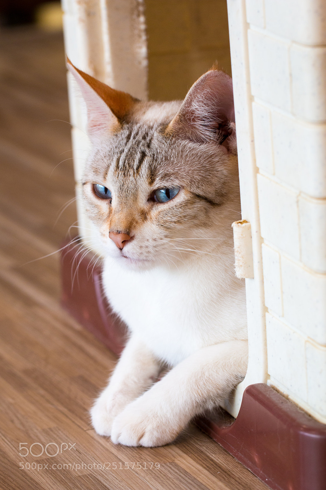 Canon EOS 70D sample photo. Cat,kitty isolate on background,front photography