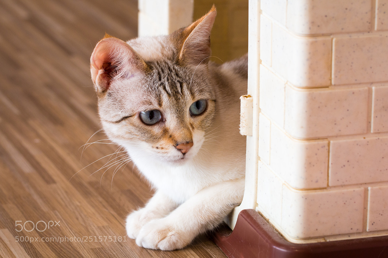 Canon EOS 70D sample photo. Cat,kitty isolate on background,front photography