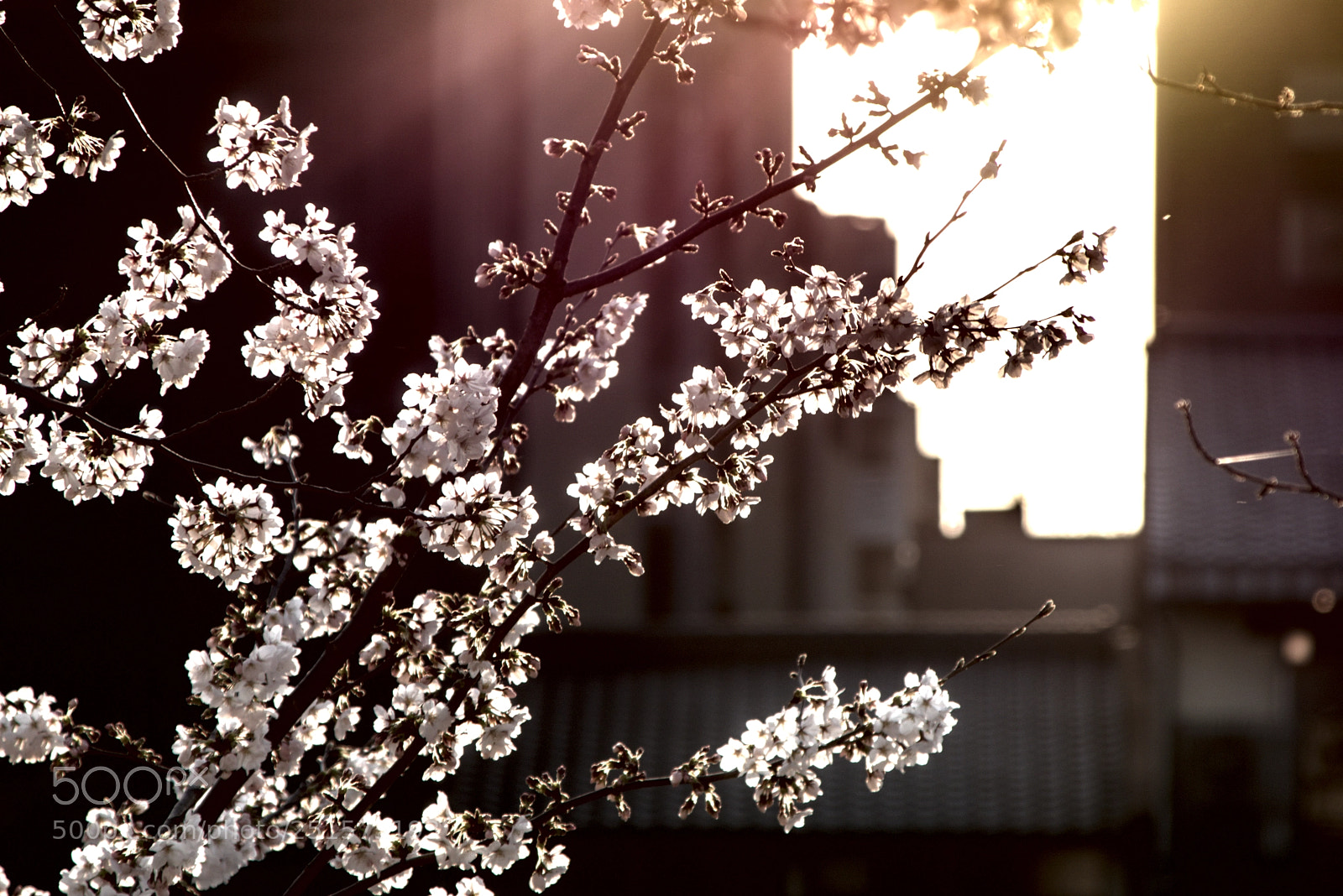 Nikon D3400 sample photo. Right light photography