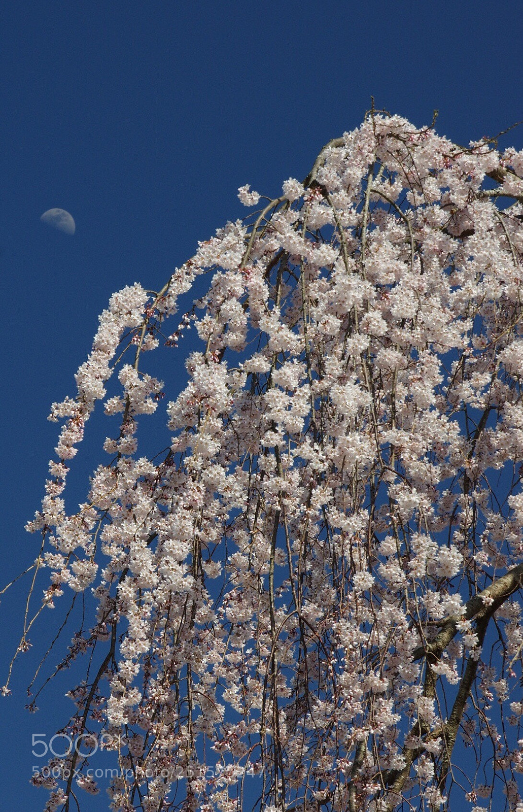 Pentax K-3 II sample photo. Sakura and moon photography