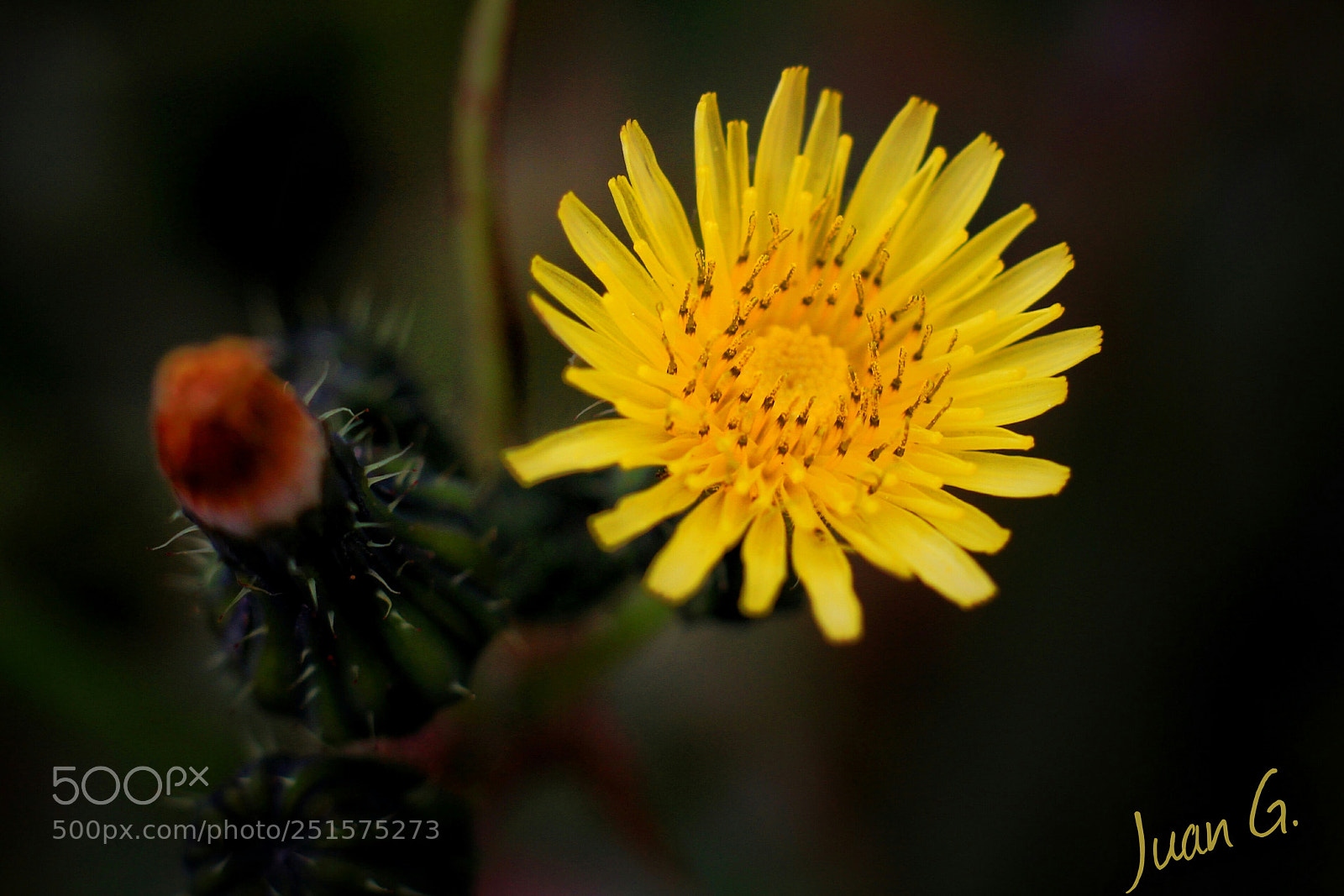 Canon EOS 7D sample photo. Amarilla!!!! photography