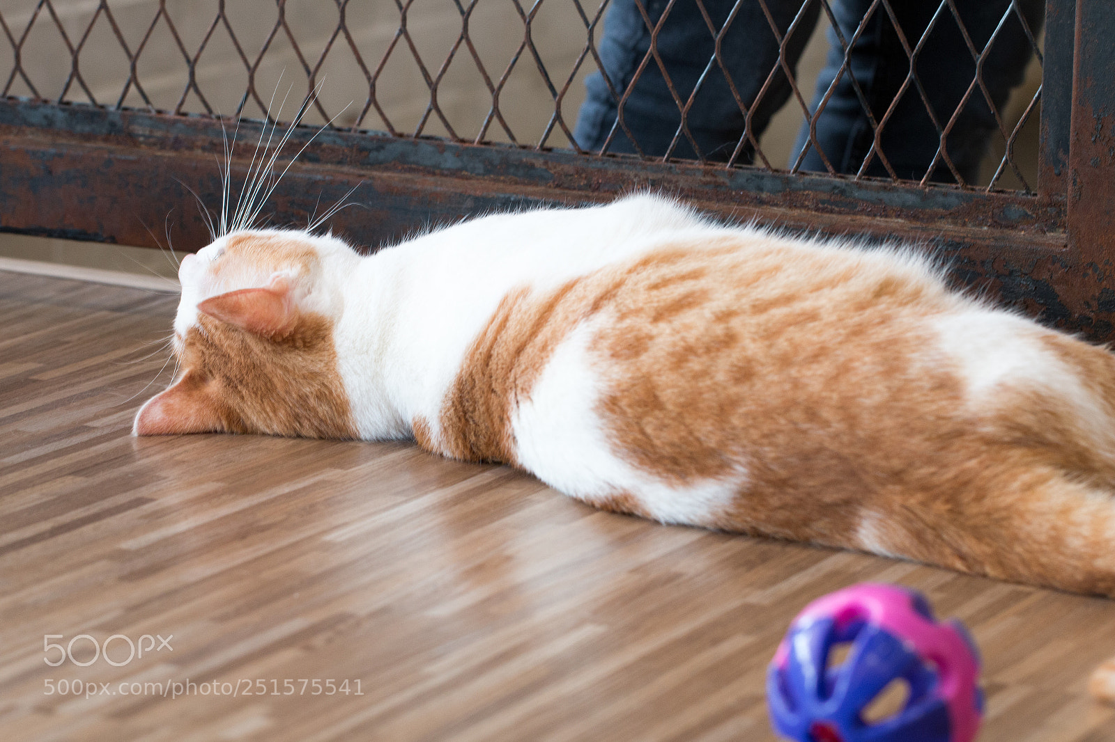 Canon EOS 70D sample photo. Cat,kitty isolate on background,front photography