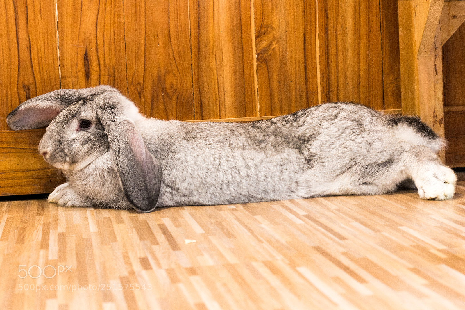 Canon EOS 70D sample photo. Giant rabbit in easter photography