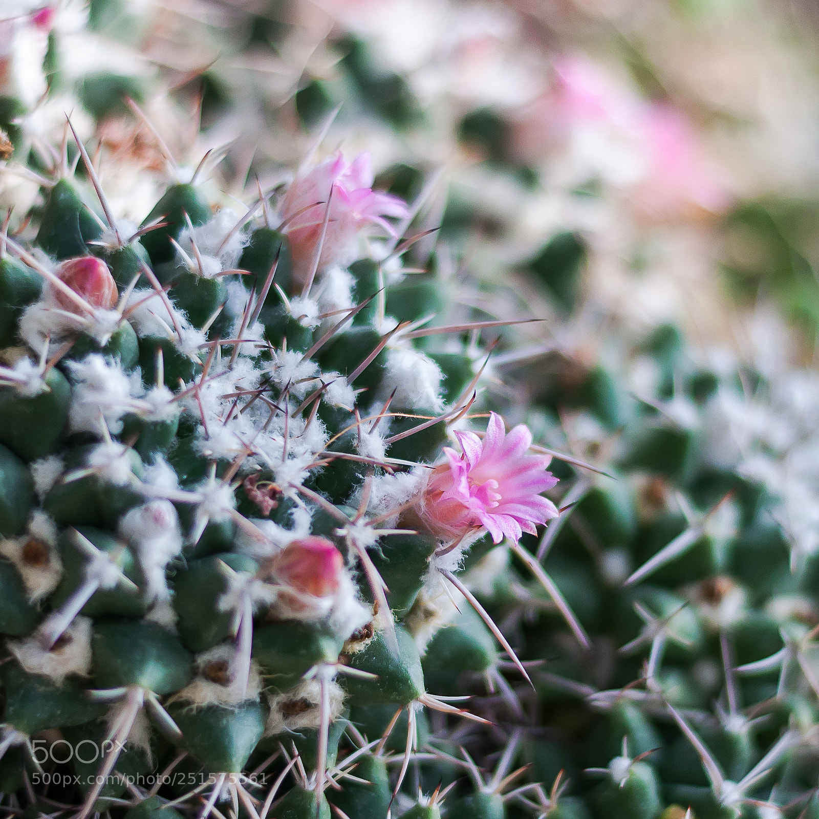 Nikon D5000 sample photo. Pink photography