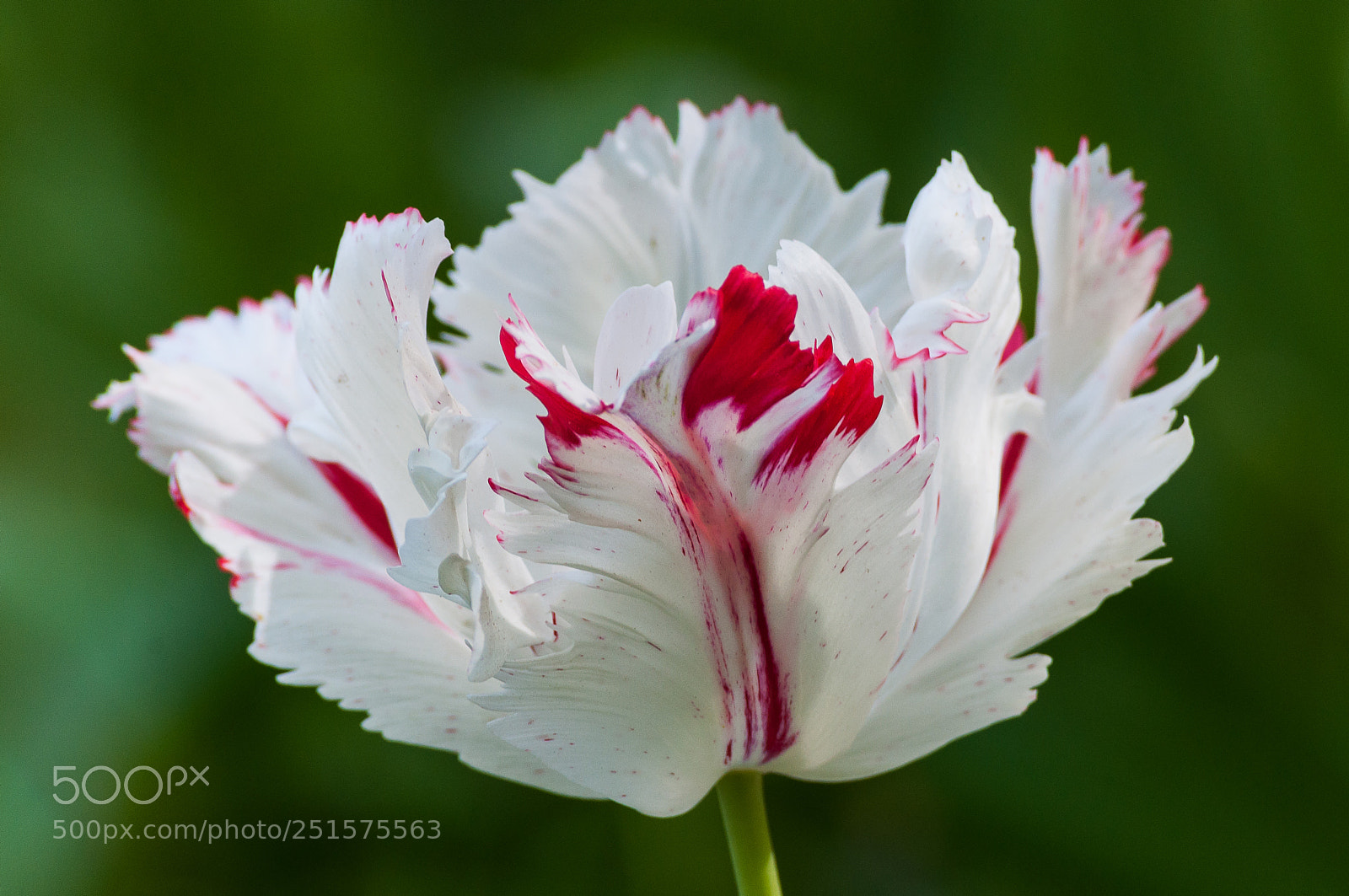 Nikon D5000 sample photo. Tulip photography