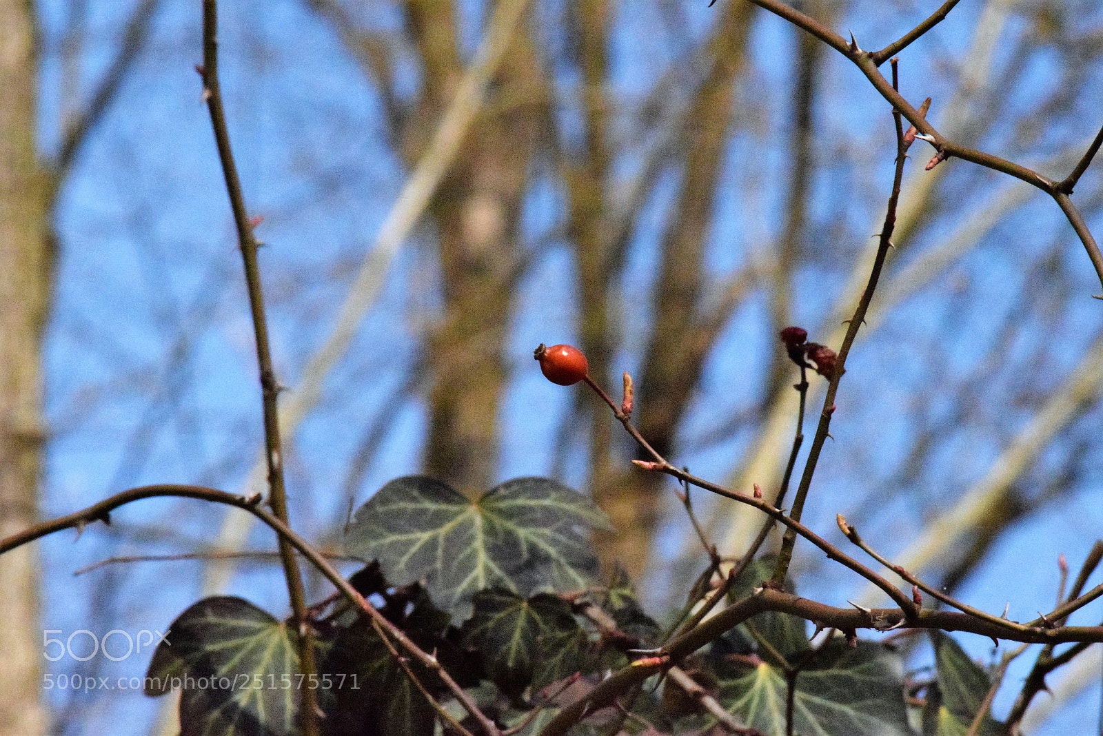 Nikon D3300 sample photo. Šipurak photography