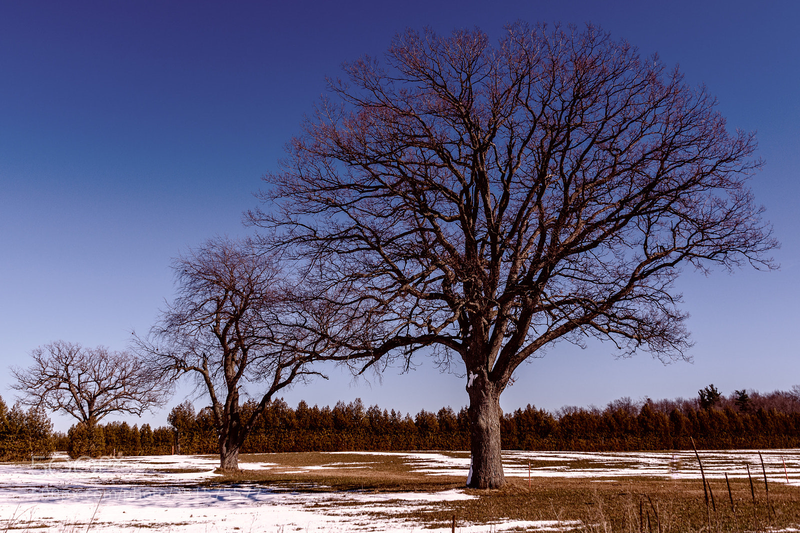 Nikon D7100 sample photo. Naked oaks photography