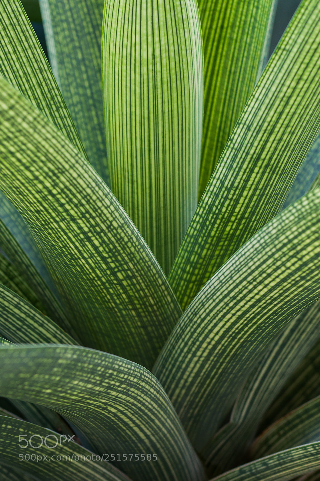 Nikon D5000 sample photo. Stripe photography