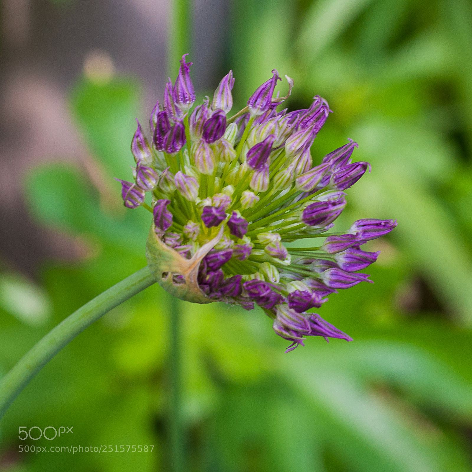 Nikon D5000 sample photo. Flower photography